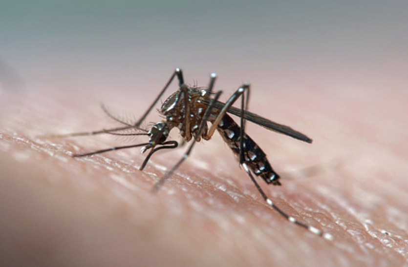 National Dengue Day 2020: Follow these Easy Tips To Prevent Dengue National Dengue Day 2020: ये आसान उपाय अपनाकर डेंगू से करें बचाव