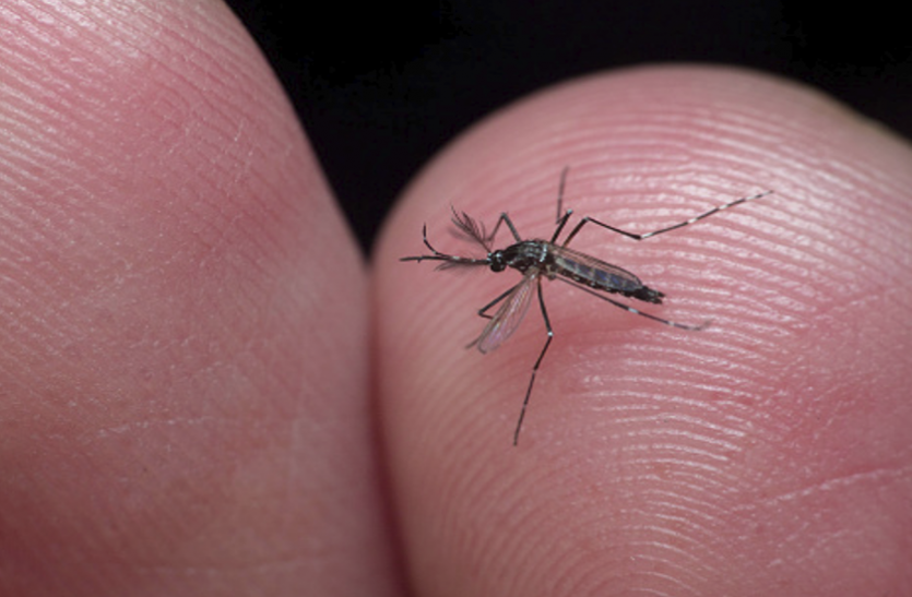 Know About Dengue symptoms, Treatment and Prevention National Dengue Day 2020: क्या हैं डेंगू के लक्षण, इलाज और बचाव, जानिए यहां