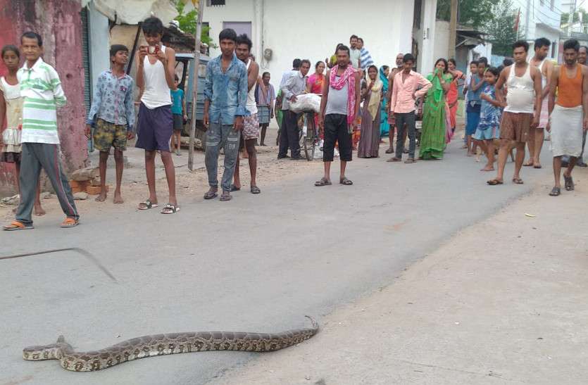 लॉकडाउन में सड़क पर आया चार फीट का अजगर, देखने लोगों की जुटी भीड़ लॉकडाउन में सड़क पर आया चार फीट का अजगर, देखने लोगों की जुटी भीड़