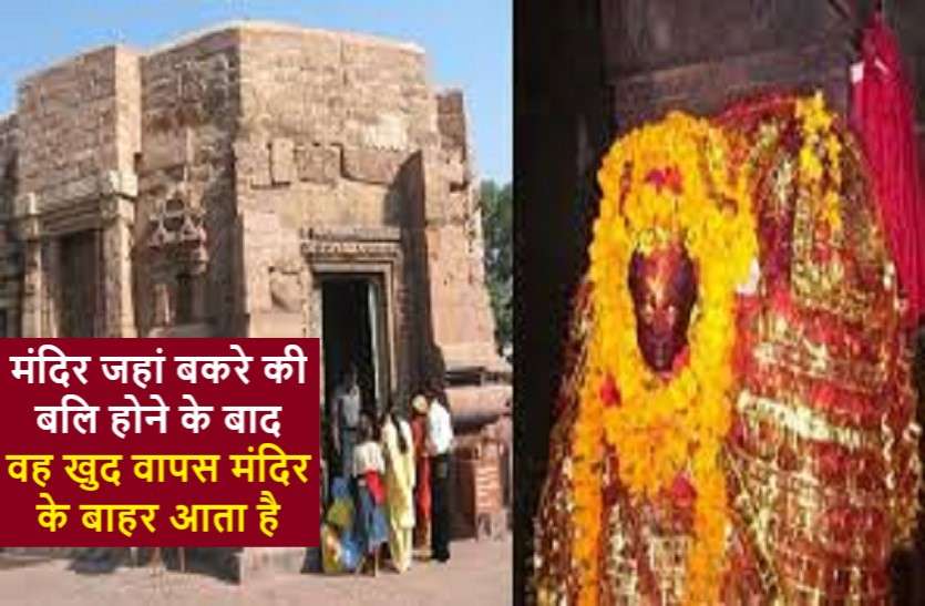 Amazing temple: where male goat becomes alive again after sacrificing it! अदभुत् मंदिर : जहां बलि चढ़ाने के बाद बकरा दोबारा हो जाता है ज़िंदा!