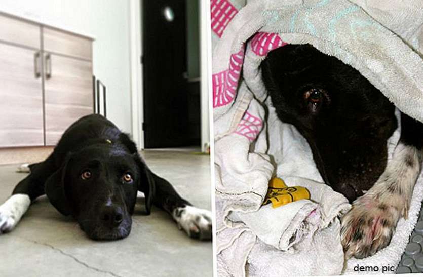 dog.jpg महिला डॉक्टर ने पालतू कुत्ते पर किए इतने अत्याचार कि हो गया 104 डिग्री बुखार, पुलिस ने रेस्क्यू कर बचाया