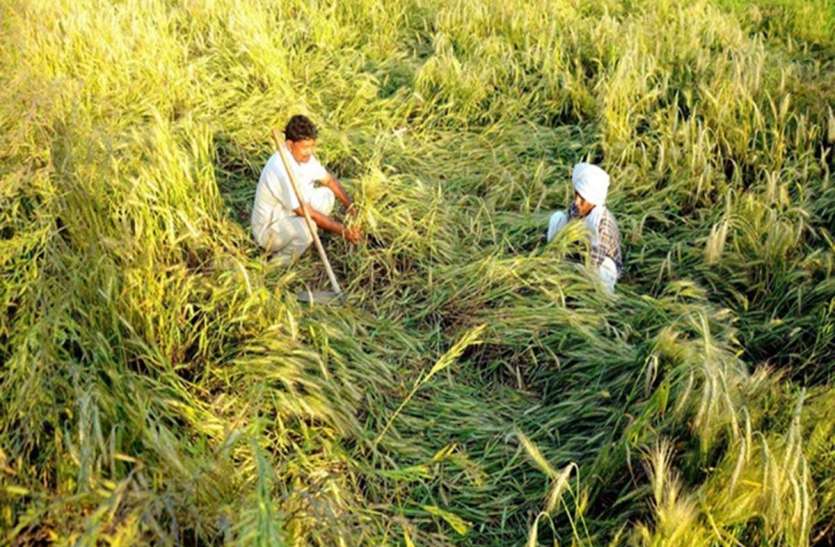 Kisan Fasal Bima : आधार नंबर अपडेट करें, अन्यथा नहीं मिलेगा फसल बीमा Kisan Fasal Bima : आधार नंबर अपडेट करें, अन्यथा नहीं मिलेगा फसल बीमा