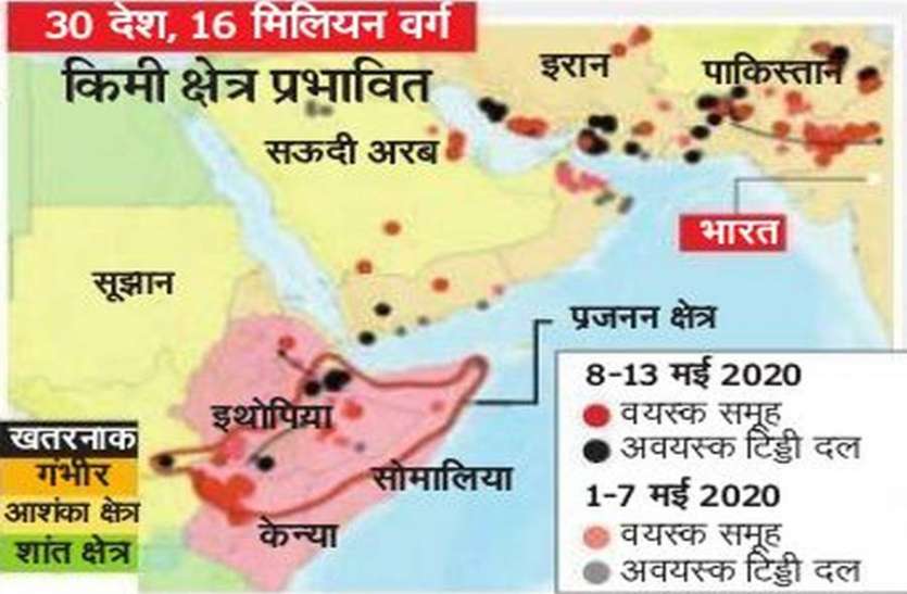 locust outbreak in rajasthan, no effect of pesticides on locusts 5 दिन में आधे राजस्थान तक पहुंच गई टिड्डी, पेस्टीसाइड स्प्रे के बावजूद नहीं हो रही खत्म