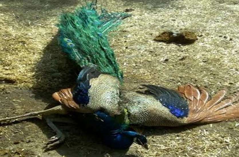National bird in crisis due to hunting in Nagaur शिकार व अकाल मौतों से संकट में राष्ट्रीय पक्षी