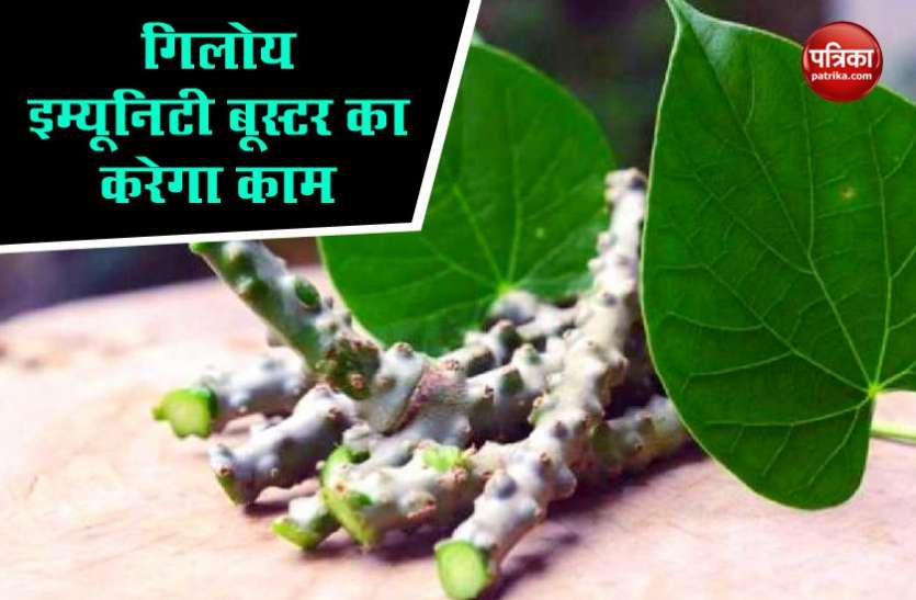 Coronavirus Tips : इम्यूनिटी बढ़ाकर कोरोना महामारी को मात देगा गिलोय, जानिए कैसे करें इसका सेवन Coronavirus Tips : इम्यूनिटी बढ़ाकर कोरोना महामारी को मात देगा गिलोय, जानिए कैसे करें इसका सेवन