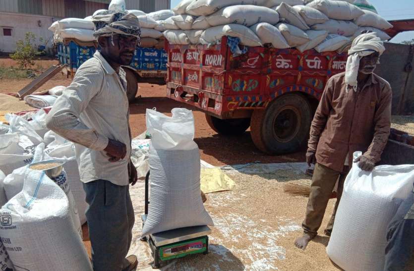 Wheat गेहूं उपार्जन : अंतिम दिन केन्दों पर जद्दो-जहद, सर्वर स्लो के चलते देररात तक मथापच्ची
