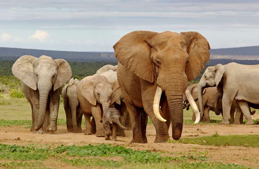 LIVE safari: ऐसे कीजिए लॉकडाउन में घर बैठे ऑनलाइन जंगल सफारी LIVE safari: ऐसे कीजिए लॉकडाउन में घर बैठे ऑनलाइन जंगल सफारी