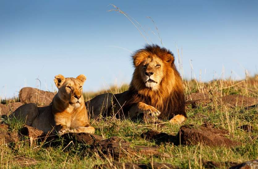 LIVE safari: