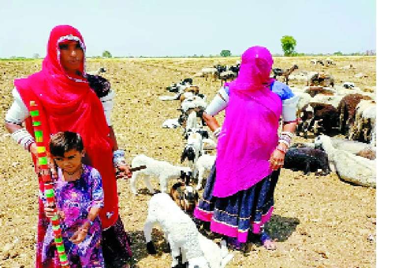 लॉकडाउन में उधारी में काट रहे दिन लॉकडाउन में भेड़पालकों के उधारी में काट रहे दिन