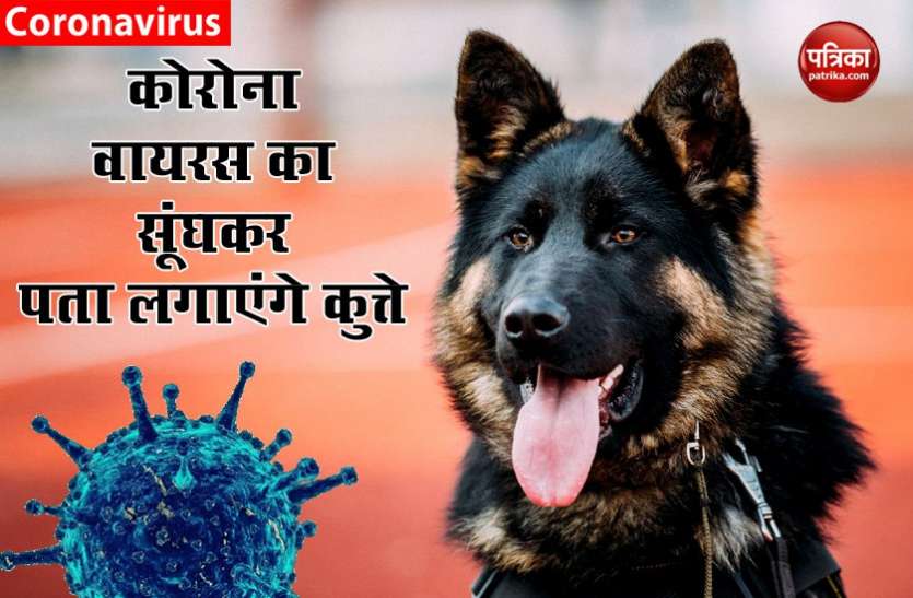 Dog ब्रिटेन में ट्रायल शुरू, अब कुत्ते पता लगाएंगे किस इंसान को हुआ है कोरोना
