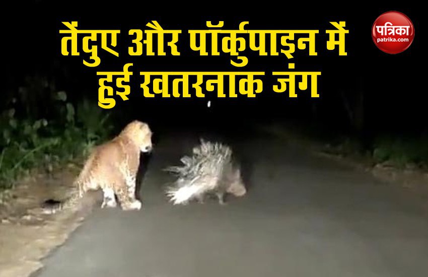 leopard vs porcupine fight viral video | तेंदुए ने किया हमला तो पॉर्कुपाइन  ने चुभा दिए कांटे..देखें पूरा Video | Patrika News