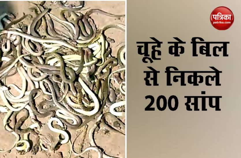 omg_over_200_snakes_coming_out_from_rat_bill.jpg चूहे के बिल में सांपों का बसेरा, बच्चों ने पानी डाला तो निकले 200 से अधिक नागराज