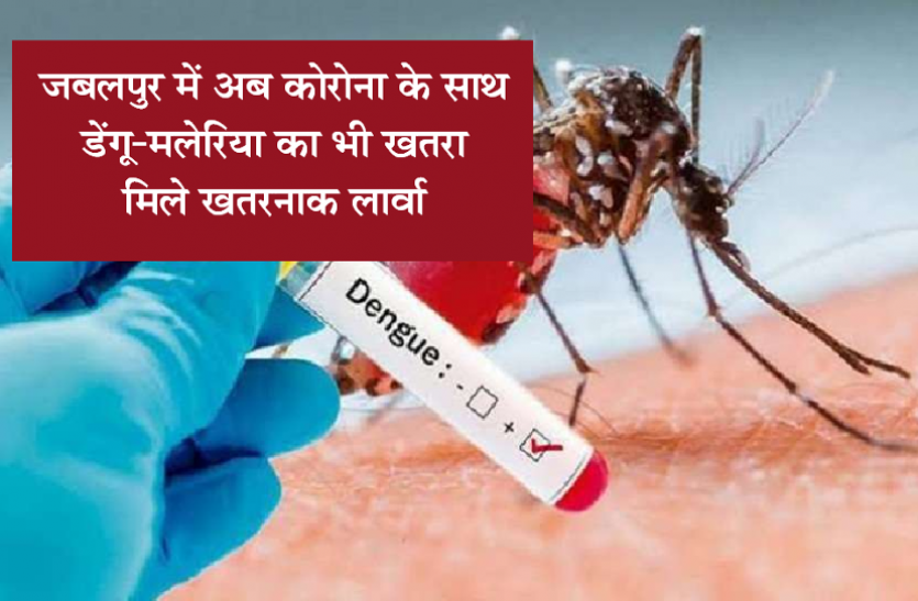 dengue.png MP news in hindi: जबलपुर में अब कोरोना के साथ डेंगू-मलेरिया का भी खतरा, मिले खतरनाक लार्वा