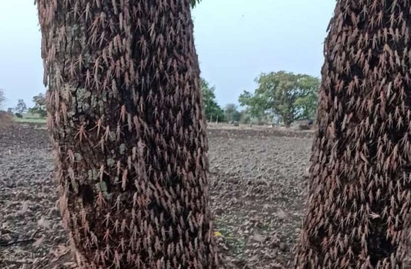 Another danger अभी कोरोना का खौफ कायम और अब यह खतरा मंडराने लगा है जिले में