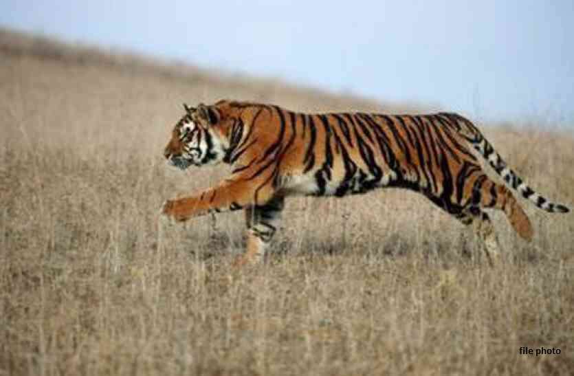 tiger पीलीभीत: एक और बाघ की मौत, उत्तराखंड सीमा पर शव मिलने से मचा हड़कंप
