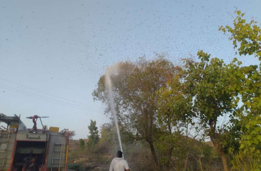 Locust swarm fear टिड्डी दल का आतंक, पेड़ों से पत्तियां गायब