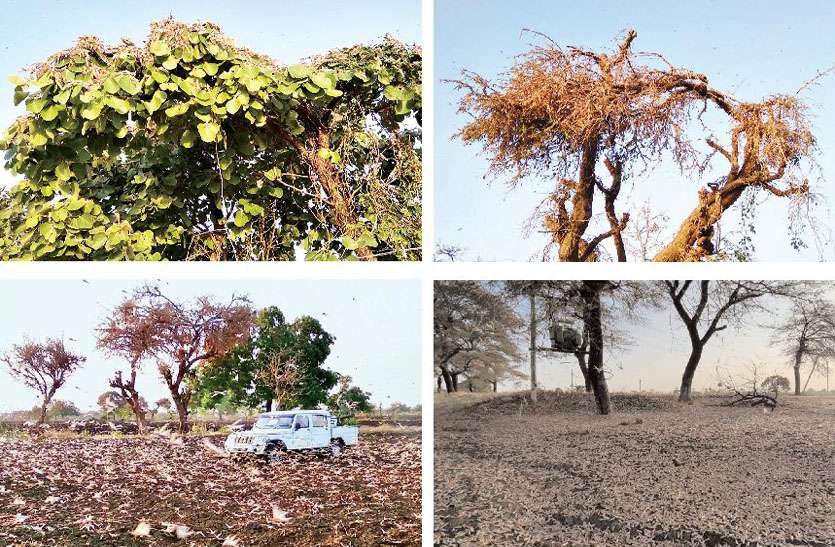 The tree that the locust was sitting on destroyed that tree घट्टिया तहसील के गांव रणाहेड़ा में पहुंचा टिड्डी दल, पेड़ों और सब्जियों को किया नष्ट