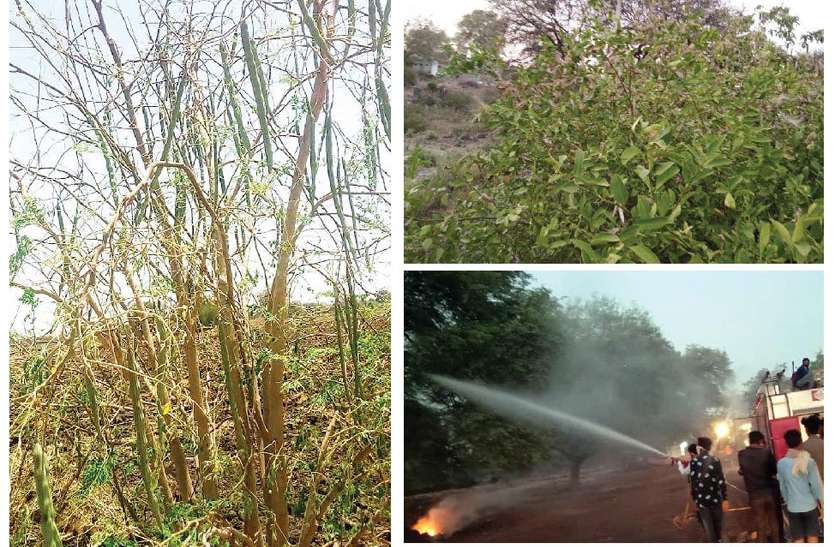 Assault second locusts, then destroy the crops दूसरी बार टिड्डियों का आक्रमण, फिर फसलों और सब्जियों को किया नष्ट