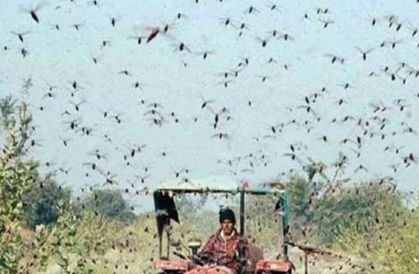 नई मुसीबत: कई सालों बाद टिड्डी दल का बड़ा हमला, 10 जिलों में मचाई तबाही नई मुसीबत: कई सालों बाद टिड्डी दल का बड़ा हमला, 10 जिलों में मचाई तबाही