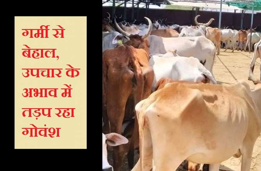 बंधा धर्मपुरा गोशाला गोशाला में अव्यवस्थाएं, हरे चारे की आपूर्ति बंद