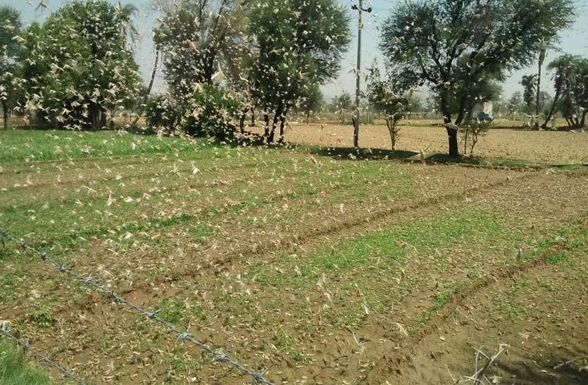 jaipur मुख्यमंत्री ने टिड्डी दल के जयपुर तक पहुंचने पर जताई चिन्ता, कहा: कंट्रोल करने में केन्द्र करें मदद