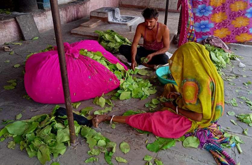 गरीब तबके के लिए रोजगार का माध्यम बना तेंदूपत्ता तुड़ाई कार्य गरीब तबके के लिए रोजगार का माध्यम बना तेंदूपत्ता तुड़ाई कार्य