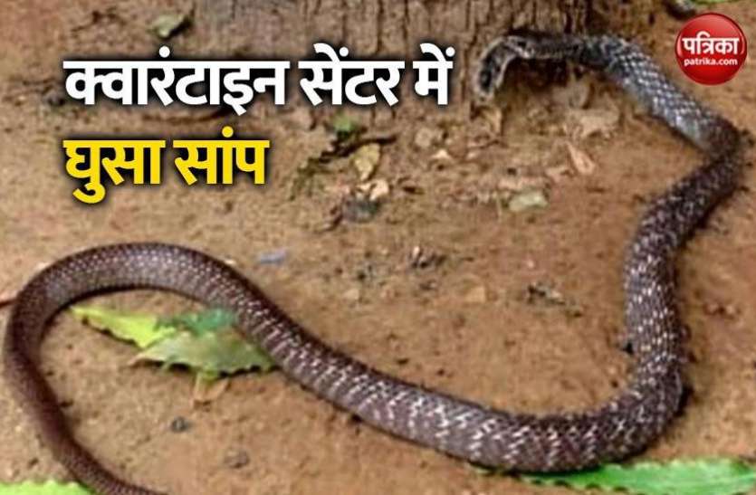 child_dies_allegedly_due_to_snake_bite_at_quarantine_centre.jpg Quarantine Center में घुसा सांप, डंसने से 5 साल के मासूम की मौत