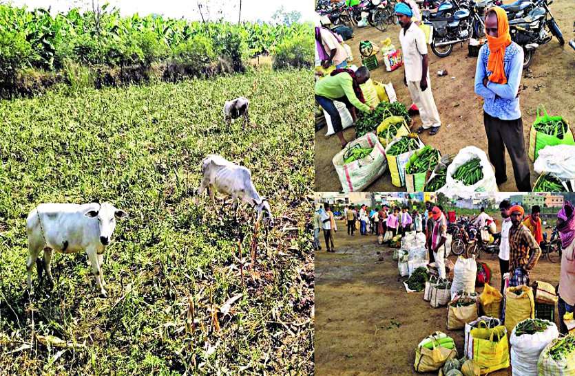 Lockdown and double whammy of farmers किसानों पर लॉकडाउन और मौसम की दोहरी मार, अब सरकार से राहत का इंतजार