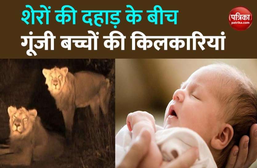 Baby born amidst roars of lions गिर के जंगल में शेरों की दहाड़ों के बीच इंसानों के बच्चे ले रहे हैं जन्म