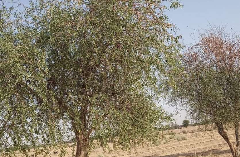 पाकिस्तान की ओर से टिड्डी दलों की आवक, सरहद से लेकर खेतों तक रखी जा रही निगरानी पाकिस्तान की ओर से टिड्डी दलों की आवक, सरहद से लेकर खेतों तक रखी जा रही निगरानी