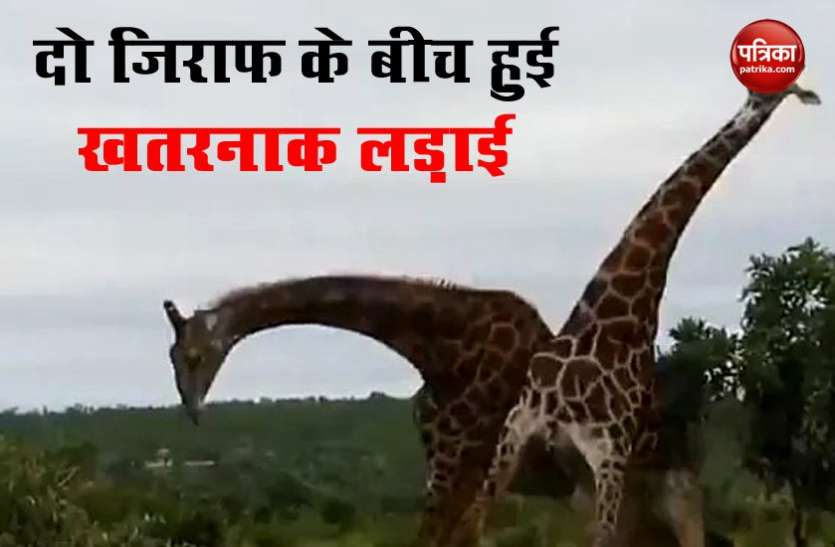 Viral Video दो जिराफ खूंखार तरीके से आपस में भिड़े, वीडियो देख सहम गए लोग..देखें Viral Video