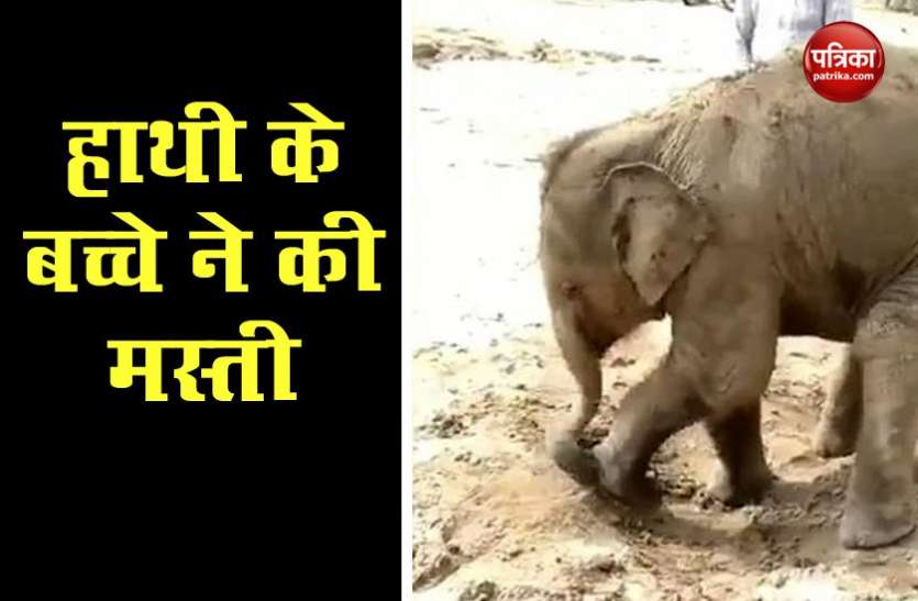 Viral Video कीचड़ में जमकर नहाया हाथी का बच्चा, सोशल मीडिया पर वीडियो हुआ वायरल