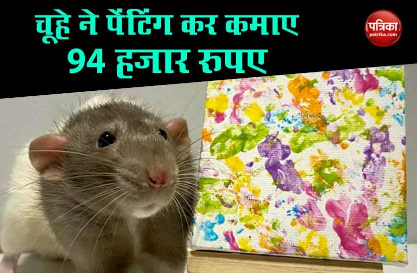 Painter Rat चूहे ने दिखाया कमाल का हुनर, पेंटिंग कर कमा लिए 94 हजार रुपए