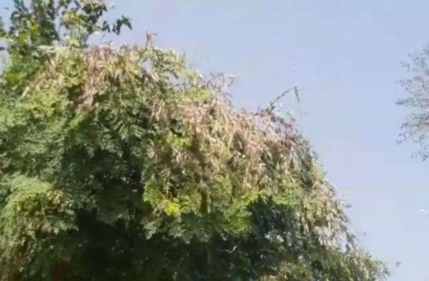 बिग ब्रेकिंग : जयपुर के ग्रामीण अंचलों में टिड्डी दल का जोरदार हमला बिग ब्रेकिंग : जयपुर के ग्रामीण अंचलों में टिड्डी दल का जोरदार हमला