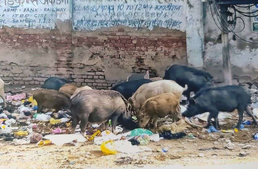आवारा सुअरों से परेशान वार्डवासी, नपा नहीं दे रही ध्यान आवारा सुअरों से परेशान वार्डवासी, नपा नहीं दे रही ध्यान