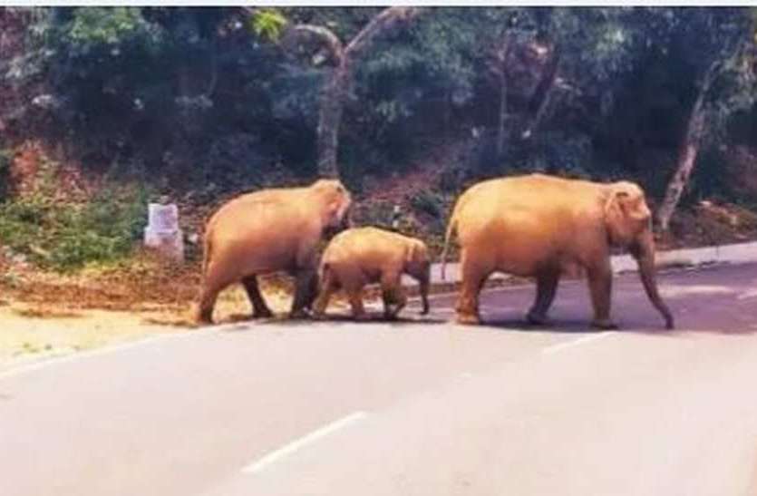 शहर की सड़कों पर झुंड में घूम रहे हाथी शहर की सड़कों पर झुंड में घूम रहे हाथी