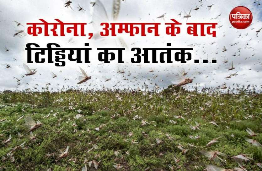 after corona amphan locust attack in india Corona, Amphan के बाद भारत पर एक और बड़ा संकट, पाकिस्तान से आए टिड्डियां का कहर शुरू