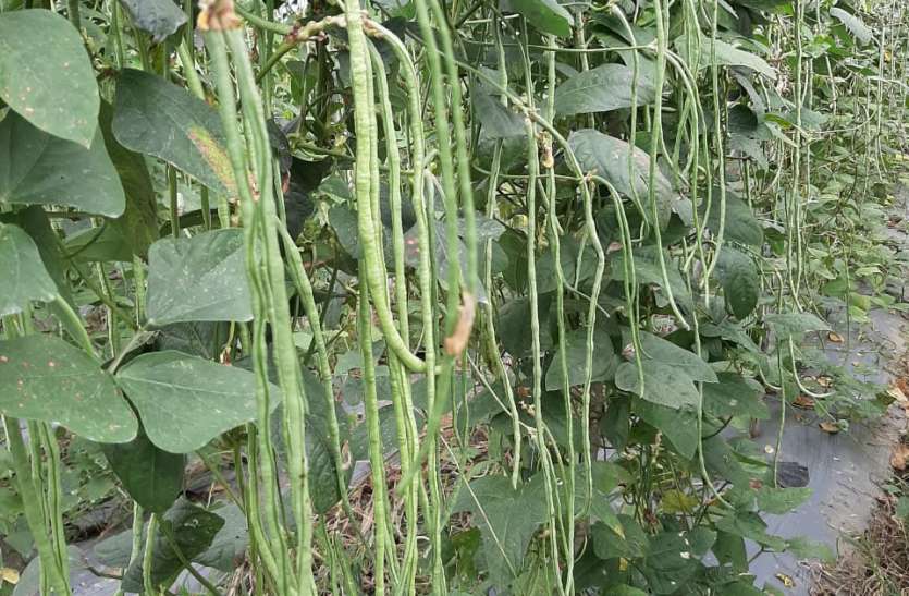 Instructions given to the collector for vigilance and control of grass टिड्डी के नियंत्रण और बचाव के लिए कलेक्टर सतर्कता बरतने दिए निर्देश