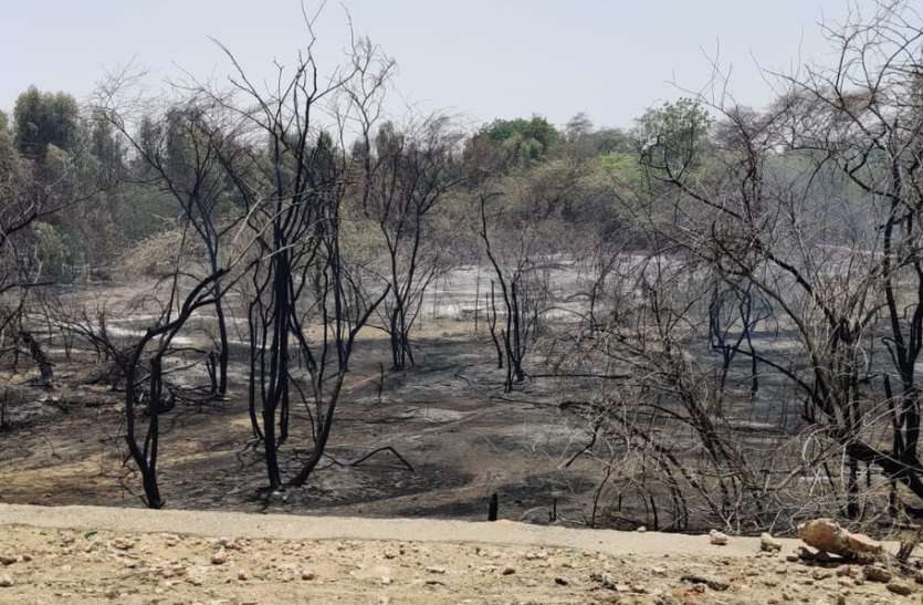 8 घंटों की मशक्कत, वन पट्टी में लगी आग बुझी 8 घंटों की मशक्कत, वन पट्टी में लगी आग बुझी