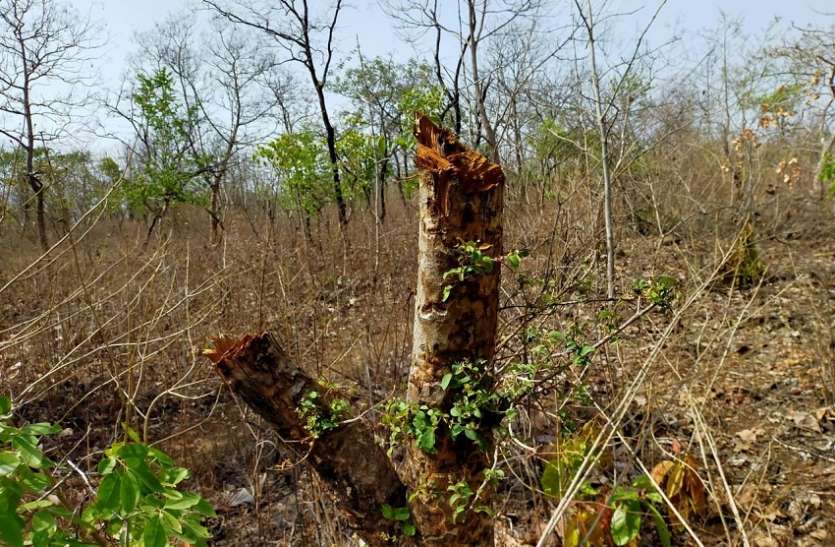 इतने पेड़ काट दिए कि मैपिंग में वन क्षेत्र ही नहीं दिख पाएगा कलियासोत इतने पेड़ काट दिए कि मैपिंग में वन क्षेत्र ही नहीं दिख पाएगा कलियासोत