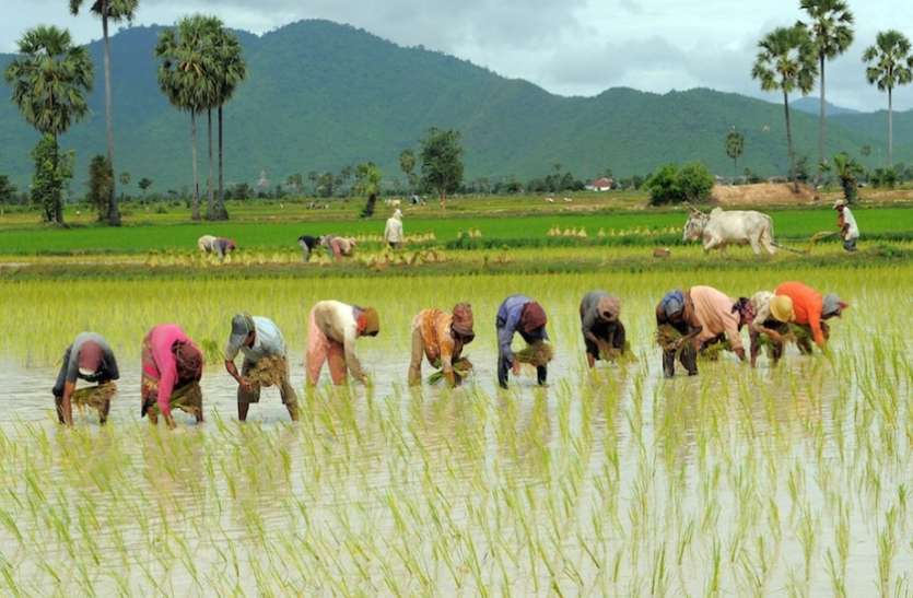 प्रवासियों के पलायन से संकट में आए हरियाणा के किसान, धान की बजाए सीधी की बिजाई प्रवासियों के पलायन से संकट में आए हरियाणा के किसान, धान की बजाए सीधी की बिजाई