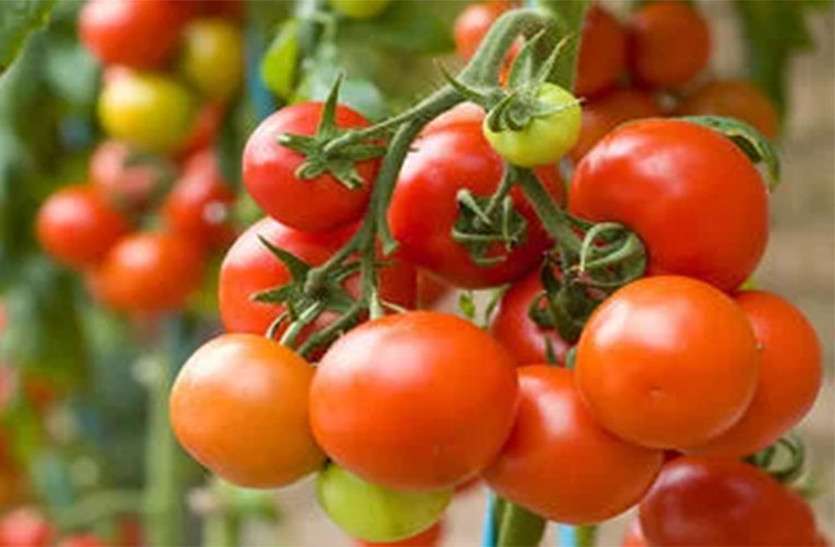 tomato.jpg टमाटर खाने से किसान के बेटा—बेटी की मौत, 2 अस्पताल में भर्ती, एक दिन पहले किया था कीटनाशक का छिड़काव