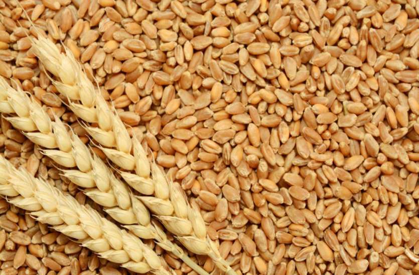 wheat-grain.jpg लॉकडाउन में छूट के बाद शुरू हो गया काम, अब तक नहीं मिला अनाज