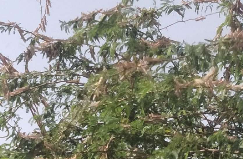 राजस्थान से आई टिड्डियां, श्योपुर के जंगल को पार कर शाम को पहुंच गई शिवपुरी जिले में राजस्थान से आई टिड्डियां, श्योपुर के जंगल को पार कर शाम को पहुंच गई शिवपुरी जिले में
