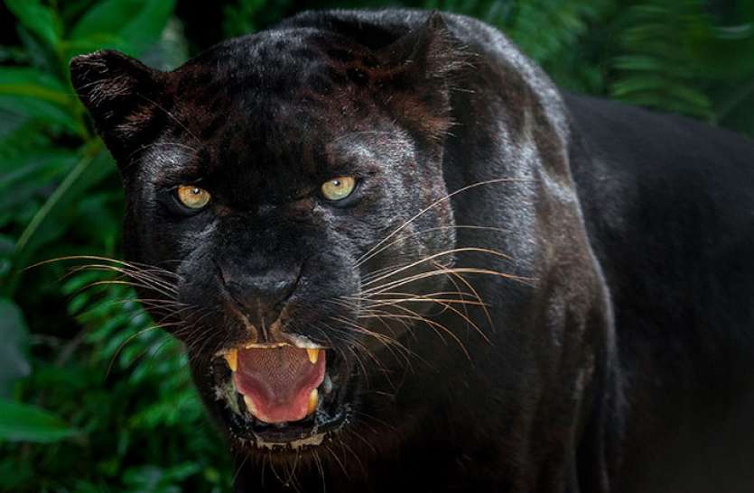 black_panther_spotted_at_achanakmar_tiger_reserve_in_chhattisgarh.jpg Achanakmar Tiger Reserve में दिखा 'बघीरा' का जलवा, सामने आई दुर्लभ तस्वीरें