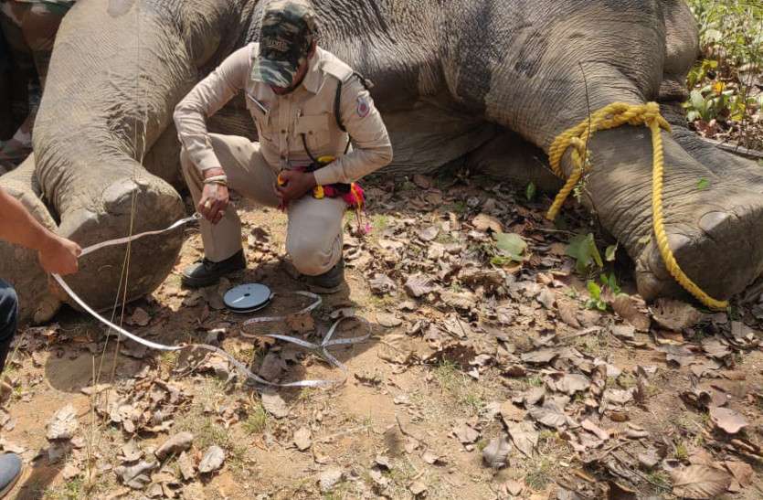 वन विभाग को एक हफ्ते से छका रहा गणेश, प्रथम को ट्रैंक्यूलाइज कर गले में लगाया गया कॉलर आईडी