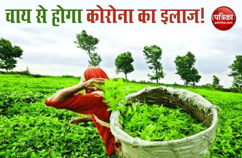 kangra_tea_could_lower_coronavirus_activity.jpg अब चाय से होगा Corona का इलाज! जानें मरीजों पर कैसे करेगा काम