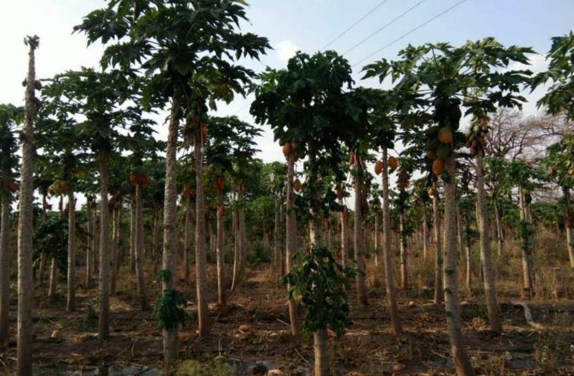 बंपर पैदावार फिर भी अन्नदाता के हाथ खाली बंपर पैदावार फिर भी अन्नदाता के हाथ खाली