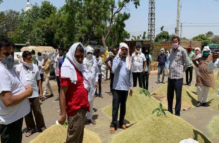 jaipur रोजाना एक लाख बोरी सौंफ की आवक