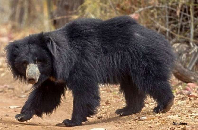 लॉक डाउन में बढ़ी वन्य जीवों की चहल कदमी, जंगल से निकल कर बाग में पहुंचा भालू लॉक डाउन में बढ़ी वन्य जीवों की चहल कदमी, जंगल से निकल कर बाग में पहुंचा भालू